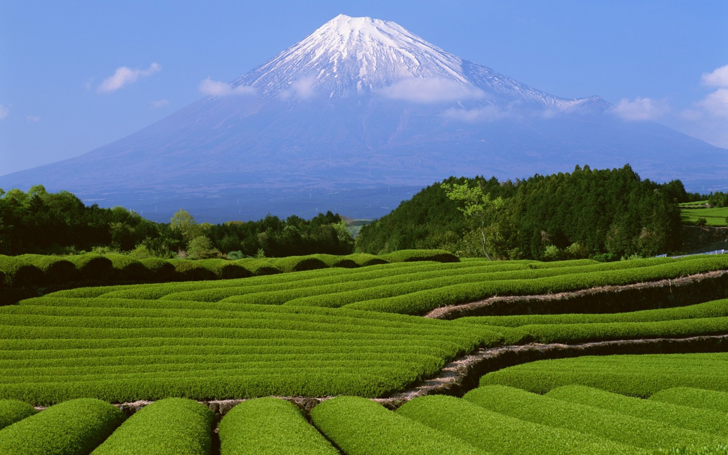 fuji mountain in summer japan